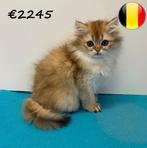 Britse Langhaar kittens - Chinchilla Gold, Dieren en Toebehoren, Katten en Kittens | Raskatten | Langhaar, Meerdere dieren, Gechipt