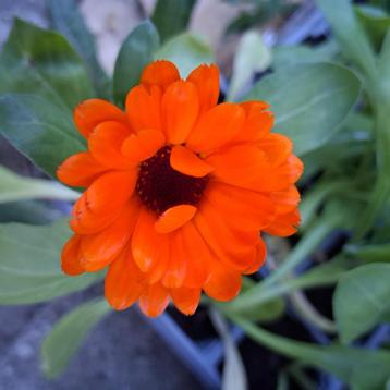 - Goudsbloem  -  Meerdere beschikbaar, Geel & oranje bloemen beschikbaar voor biedingen