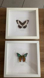 Vlinders in kader, Huis en Inrichting, Ophalen of Verzenden, Zo goed als nieuw