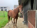 bomproef paard voor koets en bereden, Dieren en Toebehoren, Paarden, 3 tot 6 jaar, 160 tot 165 cm, Recreatiepaard, Merrie