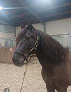 Leuke ruin, Dieren en Toebehoren, Ruin