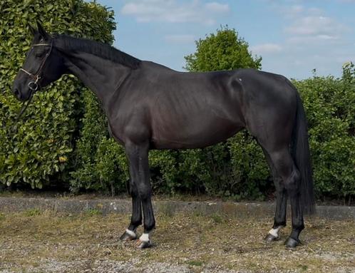 Mooie 5 jarige El Barone uit 1.60m moeder v. Namelus R, Dieren en Toebehoren, Paarden, Merrie, B, 165 tot 170 cm, 3 tot 6 jaar