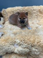Shiba inu pup, België, 8 tot 15 weken, Teef, Poolhond
