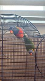Lorie papegaai te koop, Dieren en Toebehoren, Papegaai