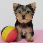 Yorkshire Terriër - pups te koop (Belgisch), Dieren en Toebehoren, Honden | Jack Russells en Terriërs, Yorkshire Terriër, België