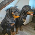 Rottweilers polyester beelden, Enlèvement, Utilisé