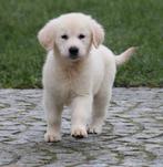 Chiot Golden Retriever, Golden retriever, Chien (mâle), Belgique, Un chien