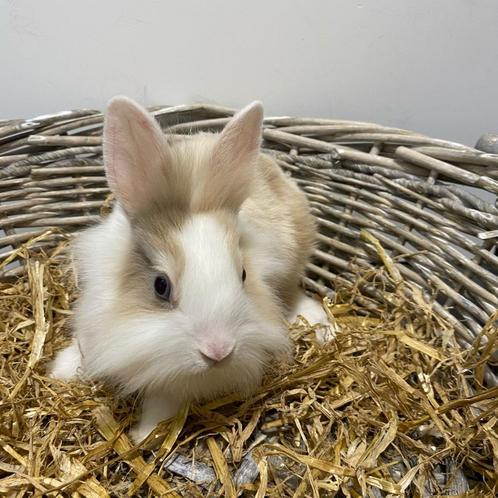 Dwergkonijntjes & dwerghangoortjes te koop, Dieren en Toebehoren, Konijnen, Dwerg, Vrouwelijk, 0 tot 2 jaar, Hangoor