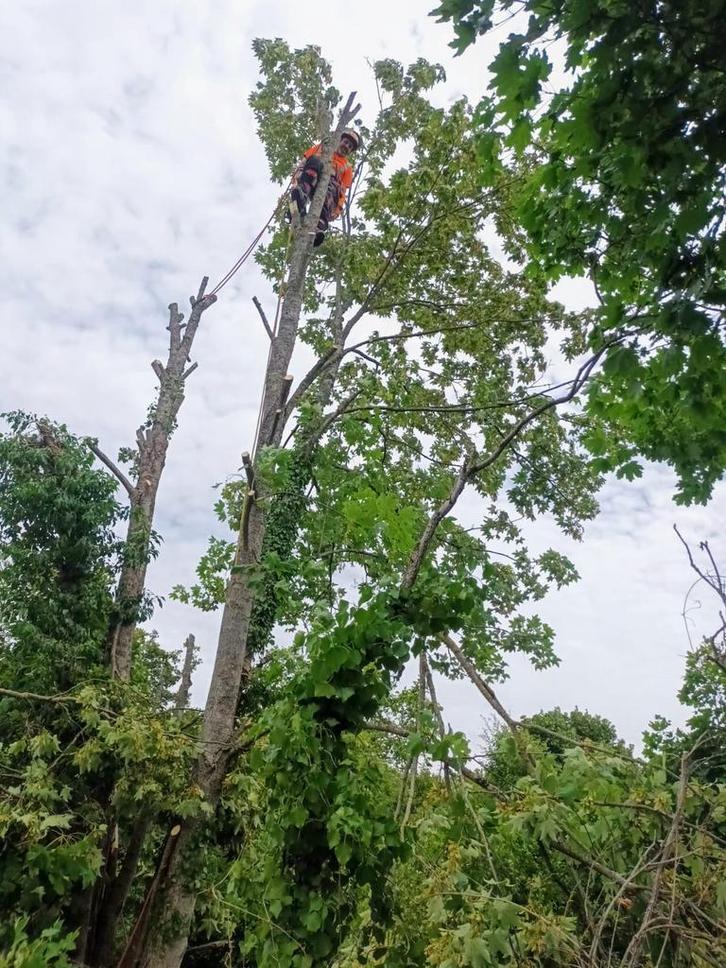 TUINONDERHOUD – BOSMAAIEN & BOMEN VELLEN, Tuin en Terras, Bosmaaiers, Ophalen of Verzenden
