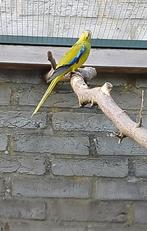 Elegantparkiet man, Dieren en Toebehoren, Vogels | Parkieten en Papegaaien