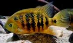Schitterend trio Bocourti cichliden, Vis, Zoetwatervis