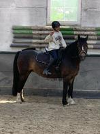 Brave D pony te koop, Dieren en Toebehoren, Pony's