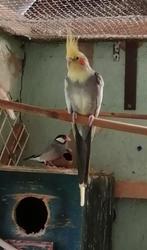 Valkparkiet man 10 euro, Dieren en Toebehoren, Vogels | Parkieten en Papegaaien, Tam
