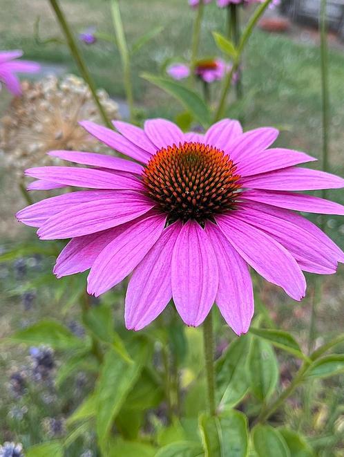 Echinacea prairie splendor P10,5cm, Tuin en Terras, Planten | Tuinplanten, Ophalen