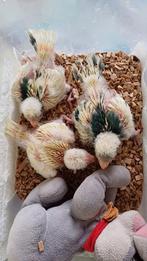 Kakerikies, Dieren en Toebehoren, Vogels | Parkieten en Papegaaien