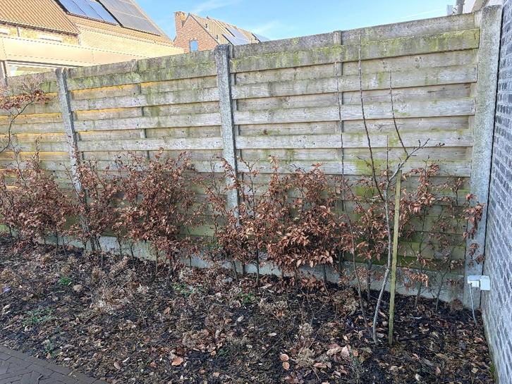 Beukenhaag - GRATIS, Jardin & Terrasse, Plantes | Arbustes & Haies, Haie, Haie de hêtre, 100 à 250 cm, Enlèvement