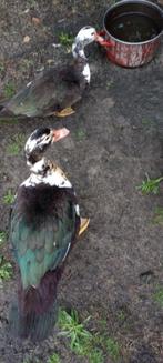 trio barbarie-eenden, Dieren en Toebehoren, Meerdere dieren, Eend