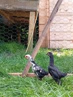 4 ko-shamo's ( de allerkleinste ) 3 hennen en 1 haan, Dieren en Toebehoren, Pluimvee