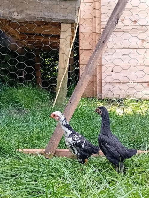 4 ko-shamo's ( de allerkleinste ) 3 hennen en 1 haan, Dieren en Toebehoren, Pluimvee