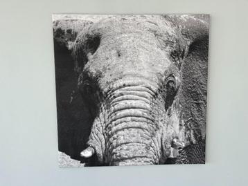 Canvas olifant Namibië - 60 cm X 60 cm