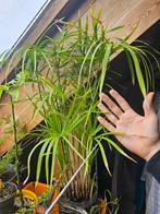 Plante papyrus, Maison & Meubles, Plantes d'intérieur, En pot, Plein soleil, Moins de 100 cm, Enlèvement