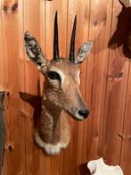 Afrikaanse steenbok, Ophalen, Zo goed als nieuw, Wild dier, Gewei of Kop
