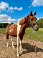 2 jarige dressuurhengst, Dieren en Toebehoren, Paarden