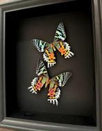 Splendide Envol de papillons Exotiques Urania Ripheus -Cadre, Verzamelen, Dierenverzamelingen, Nieuw, Opgezet dier, Ophalen of Verzenden