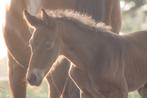 Zeer knap hengsten veulen van Django Z, Hengst, Niet van toepassing, Springpaard, 0 tot 2 jaar