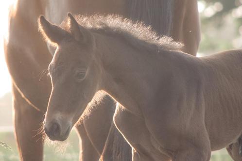 Zeer knap hengsten veulen van Django Z, Dieren en Toebehoren, Paarden, Hengst, Niet van toepassing, 0 tot 2 jaar, Springpaard