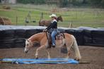 Paardentrainer, paardenoppas/verzorger., Dieren en Toebehoren, Paarden