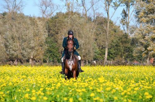 16 jarige Cooper Van de Heffinck ruin, Dieren en Toebehoren, Paarden, Ruin