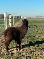 Alpaca hengst