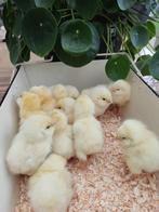 pluimvee, Dieren en Toebehoren, Geslacht onbekend, Kip
