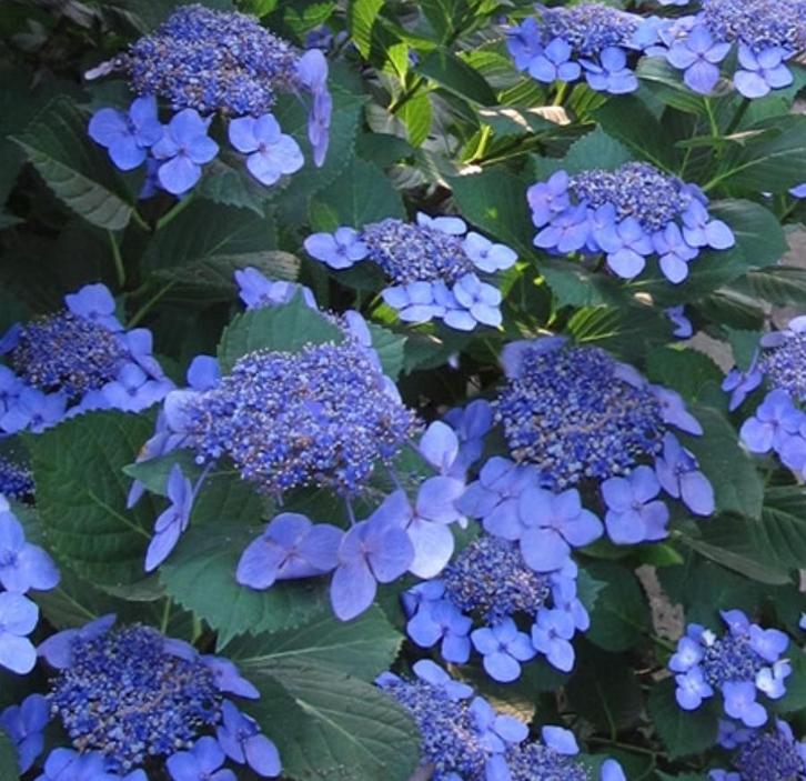 Hortensia, Jardin & Terrasse, Plantes | Arbustes & Haies, Hortensia, Enlèvement ou Envoi