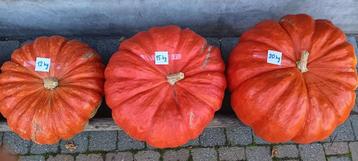 Soeppompoenen beschikbaar voor biedingen