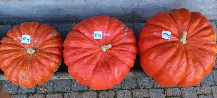 Soeppompoenen, Diversen, Levensmiddelen, Ophalen