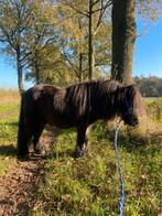 Mini Shetlander merrie, Dieren en Toebehoren, Niet van toepassing, A pony (tot 1.17m), 11 jaar of ouder, Merrie