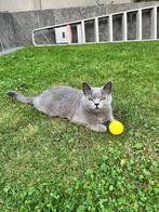 Britse kortharige poes met stamboom geboren op 29/4/2024, Poes, Gechipt, 0 tot 2 jaar