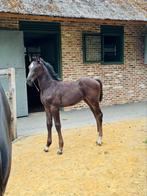 Merrieveulen Met Topafstamming, Dieren en Toebehoren, Merrie, Springpaard, Niet van toepassing, 0 tot 2 jaar