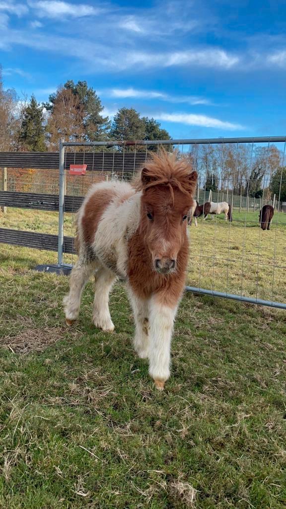 Mini shetlander merrie, Dieren en Toebehoren, Pony's, Merrie