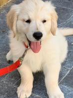 Golden retriever pups, Golden retriever, België, Fokker | Hobbymatig, CDV (hondenziekte)