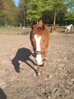 Gezelschapspaard ter adoptie, Dieren en Toebehoren, Paarden, Ruin, 160 tot 165 cm, Gechipt, 11 jaar of ouder