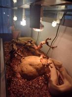 Boa Red tale, Enlèvement