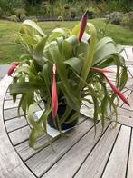 Billberghia, Maison & Meubles, Plantes d'intérieur, Enlèvement, Plante succulente, Plein soleil