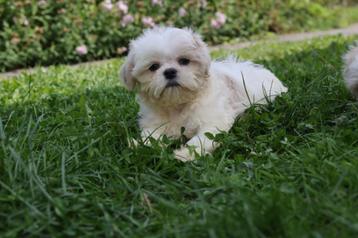 Shih Tzu, wit-beige disponible aux enchères