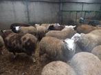 schapen, Dieren en Toebehoren, Meerdere dieren, Schaap, 0 tot 2 jaar