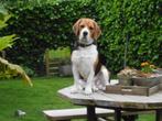 Beagle, Particulier, Un chien, Belgique, 1 à 2 ans