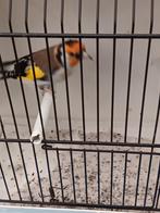 Wildkleur man 2025 spit witkop en spit eumo, Dieren en Toebehoren