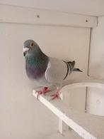 Kweek duivin !!!!!!!!!, Dieren en Toebehoren, Vogels | Duiven